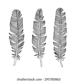 Hand drawn feathers set.