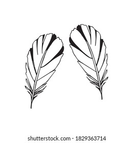 Hand drawn feathers set on white background