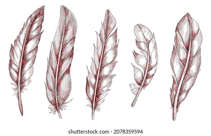 Hand drawn feathers set on white background