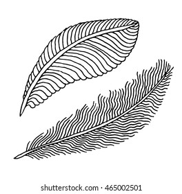 Hand drawn feathers set on white background