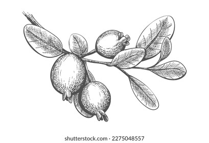 Hand drawn feijoa branch. Engraving pineapple guava sketch isolated on white, evergreen myrtle sellowiana tree fruits bunch, pencil guavasteen vector illustration