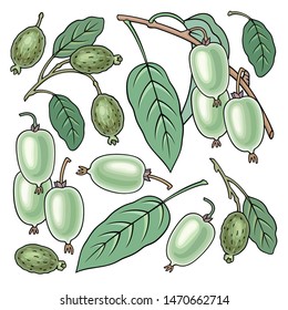 Hand drawn feijoa. Set of objects. Cartoon vector abstract illustration.