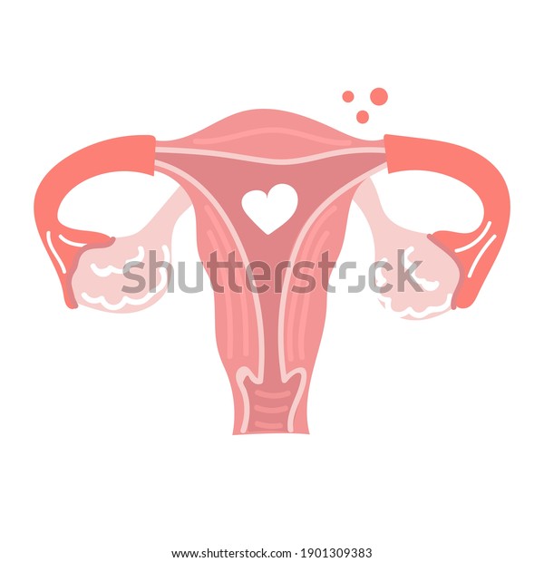 Hand Drawn Female Reproductive System Health Stock Vector Royalty Free 1901309383 Shutterstock 6470