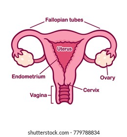 Hand drawn female reproductory system anatomy chart. Uterus and cervix, ovaries and fallopian tubes in simple cartoon style. Captions on separate layer.