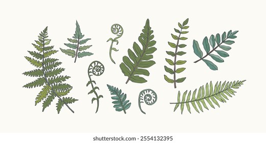 Hand drawn fern branches set