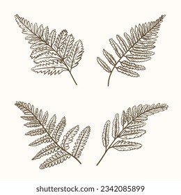 hand drawn fern illustration. fern outline sketch. leaves of ferns. Black isolated prints of fern leaves on the white background. Vector illustration. Set of fern leaves line art drawing.