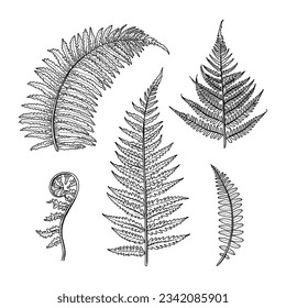 hand drawn fern illustration. fern outline sketch. leaves of ferns. Black isolated prints of fern leaves on the white background. Vector illustration. Set of fern leaves line art drawing.