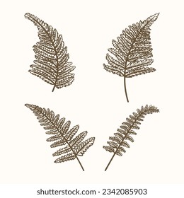 hand drawn fern illustration. fern outline sketch. leaves of ferns. Black isolated prints of fern leaves on the white background. Vector illustration. Set of fern leaves line art drawing.