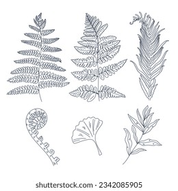 hand drawn fern illustration. fern outline sketch. leaves of ferns. Black isolated prints of fern leaves on the white background. Vector illustration. Set of fern leaves line art drawing.