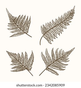 hand drawn fern illustration. fern outline sketch. leaves of ferns. Black isolated prints of fern leaves on the white background. Vector illustration. Set of fern leaves line art drawing.
