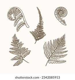 hand drawn fern illustration. fern outline sketch. leaves of ferns. Black isolated prints of fern leaves on the white background. Vector illustration. Set of fern leaves line art drawing.