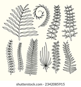 hand drawn fern illustration. fern outline sketch. leaves of ferns. Black isolated prints of fern leaves on the white background. Vector illustration. Set of fern leaves line art drawing.