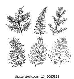 hand drawn fern illustration. fern outline sketch. leaves of ferns. Black isolated prints of fern leaves on the white background. Vector illustration. Set of fern leaves line art drawing.