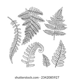 hand drawn fern illustration. fern outline sketch. leaves of ferns. Black isolated prints of fern leaves on the white background. Vector illustration. Set of fern leaves line art drawing.