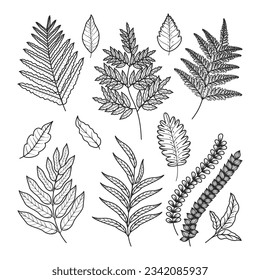 hand drawn fern illustration. fern outline sketch. leaves of ferns. Black isolated prints of fern leaves on the white background. Vector illustration. Set of fern leaves line art drawing.