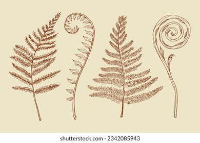 hand drawn fern illustration. fern outline sketch. leaves of ferns. Black isolated prints of fern leaves on the white background. Vector illustration. Set of fern leaves line art drawing.