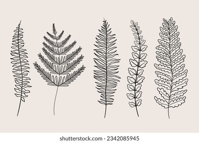 hand drawn fern illustration. fern outline sketch. leaves of ferns. Black isolated prints of fern leaves on the white background. Vector illustration. Set of fern leaves line art drawing.