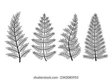 hand drawn fern illustration. fern outline sketch. leaves of ferns. Black isolated prints of fern leaves on the white background. Vector illustration. Set of fern leaves line art drawing.