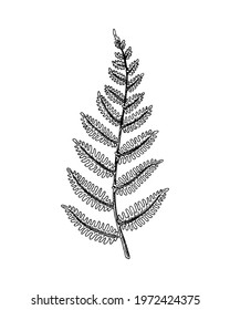 Hand drawn fern isolated on white. Vector illustration in sketch style.