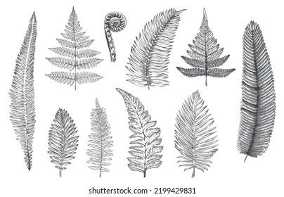 Hand drawn fern. Monochrome sketch of forest plants for greeting card and invitations decoration, rainforest fractal herbs and leaves. Vector tattoo set. Floral herbarium or botanical foliage