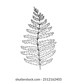 Hand drawn fern vector illustration. Outline sketch leaves of ferns. Black silhouette isolated prints of leaves on the white background