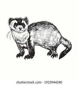 Hand drawn ferret (Mustela putorius furo, European polecat). Ink black and white drawing. Vector illustration