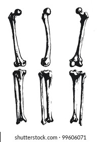 Hand drawn fibula and femur