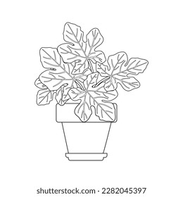 Hand drawn Ficus Carica houseplant in a pot. Indoor plant Ficus Carica in potted Sketch. Outline room plant, Linear vector illustration