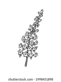 Hand drawn field flower isolated on white background. Vector illustration in sketch style