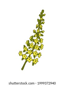 Hand drawn field flower isolated on white background. Vector illustration in sketch style