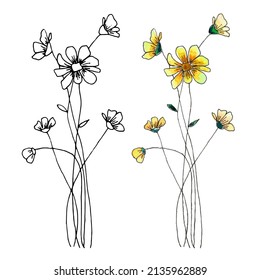 Hand drawn field flower. Isolated on white background. Watercolor and liner
