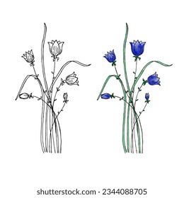 Hand drawn field flower. Isolated on white background. Watercolor and liner