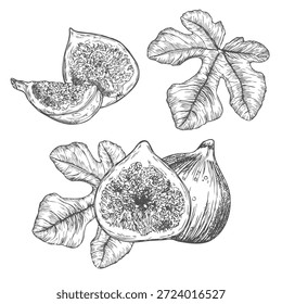 Hand drawn fig black and white line art doodle on transparent background for creativity, icons, tattoo, fabric, prints, packaging