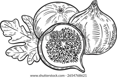 Hand drawn fig black and white line art doodle on transparent backgraund for creativity, icons, tattoo, fabric, prints, packaging