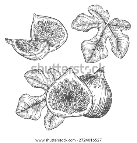 Hand drawn fig black and white line art doodle on transparent background for creativity, icons, tattoo, fabric, prints, packaging