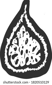 Hand drawn fig for decoration. Doodle vector illustration.