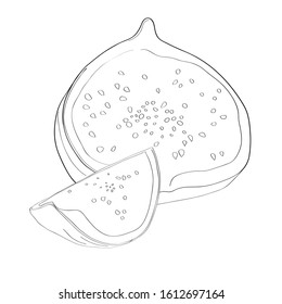 Hand drawn fig fruit. Simple sketch. Isolated on white. Decoration fruit