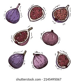Frutas de higos dibujadas a mano. Ilustración vectorial linda. ilustración para postales, carteles, diseño textil y otros.