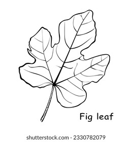 Hand drawn Fig leaf isolated on white background. Outline drawing fig leaf. Stylized doodle vector illustration. Graphic design element for decoration, tattoo, engraving