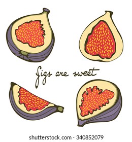 Hand drawn figs colorful set.  Figs are sweet. Bio food illustration in vector format