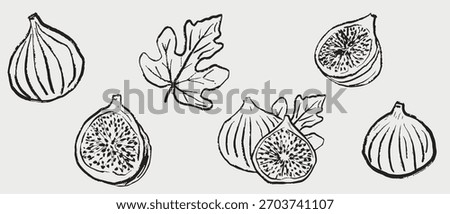 Hand drawn figs and fig leaves, including whole and half sliced fruit with visible seeds. Tropical fruit design, packaging. Vector sketch illustration in vintage crayon charcoal style.