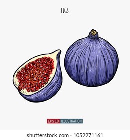 Hand drawn figs fruit isolated. Template for your design works. Engraved style vector illustration.