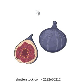 Hand drawn figs isolated on white background.