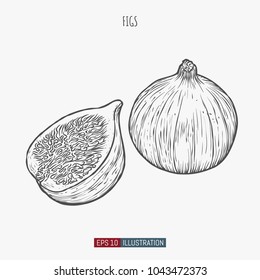 Hand drawn figs isolated. Template for your design works. Engraved style vector illustration.