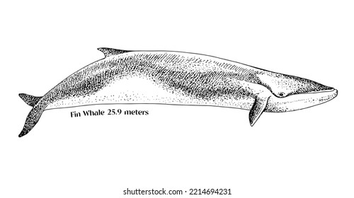 Hand drawn fin whale illustration