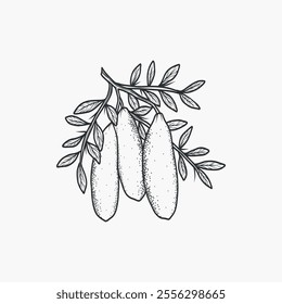 Hand drawn finger lime illustration. Australian native plant