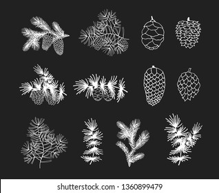 Hand drawn fir, pine cedar, coniferous  cones and branches. Christmas holiday  winter plants for decoration. Vector isolated xmas design elements.