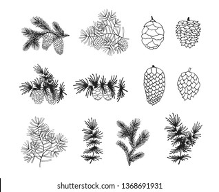 Hand drawn fir, pine, cedar branches and cones. Christmas holiday coniferous   plants for decoration. Vector isolated xmas design elements.