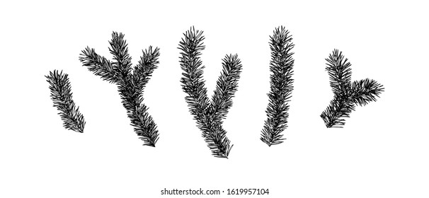 Hand drawn fir prickly branch collection painting by ink. Sketch botanical spruce vector illustration. Black isolated outline plants on white background.