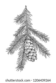 Hand drawn Fir tree branch with cone isolated on white background.